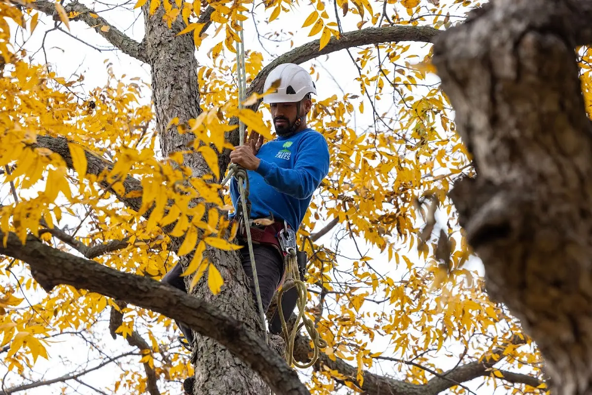 Skilled Tree Planing crew working in Hansville